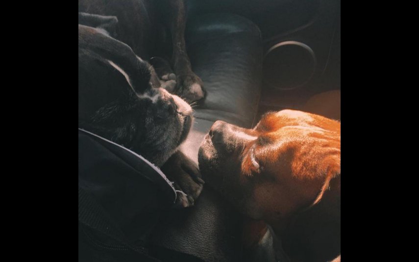 José Carlos Malato perdeu os seus dois cães recentemente. Depois de toda a dor, o rosto da RTP partilhou um vídeo nas redes sociais na qual mostra a sua nova 'cãopanheira', Marilú.