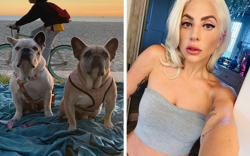 James Howard Jackson, de 19 anos, raptou dois bulldogs franceses de Lady Gaga, em Los Angeles e ainda disparou sobre o tratador que os passeava.